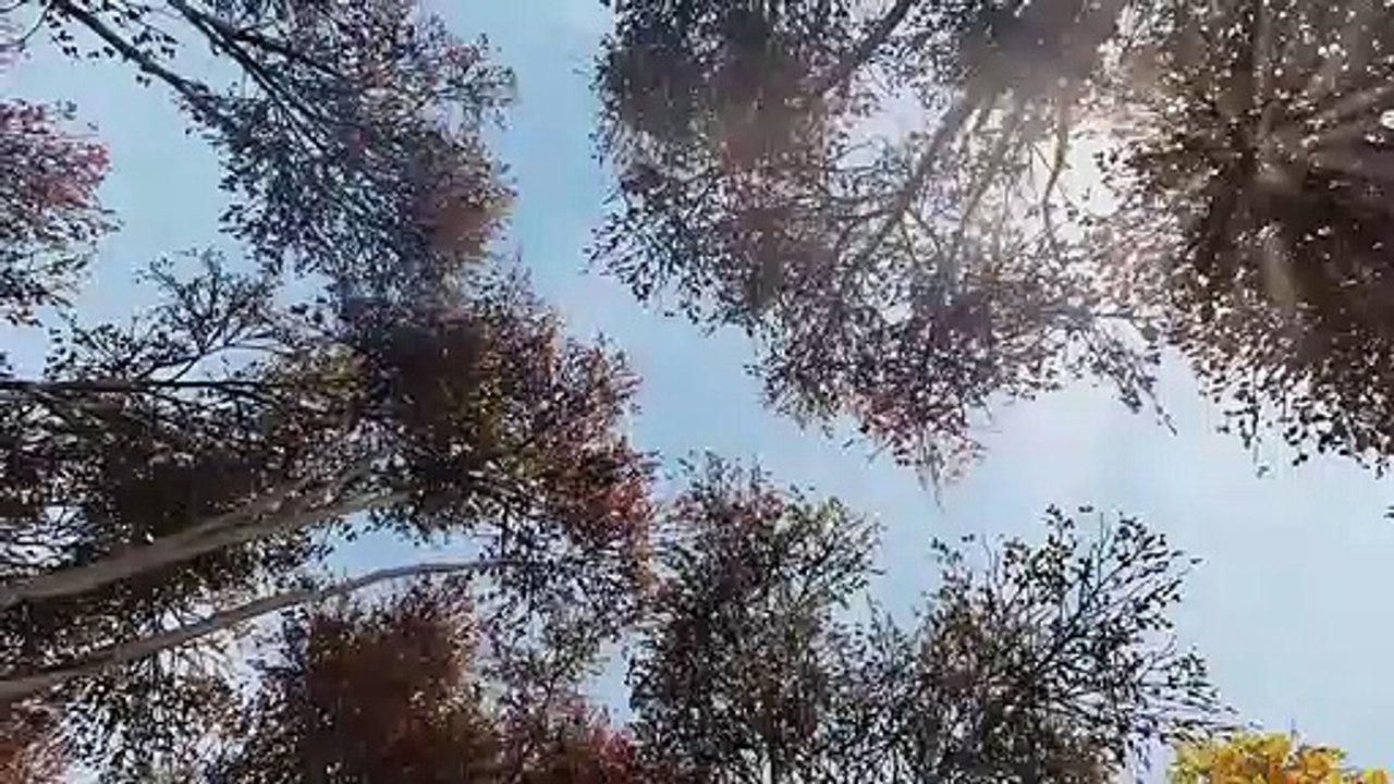 Knit's Island Trailer OV