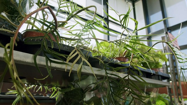 Kraków - festiwal roślin w Krakowie