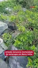 Artesão denuncia mortandade de tartarugas em Barra Velha