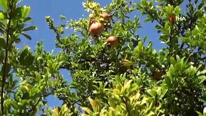 Adana'da hasadı başladı, benzeri yok: Tarlada kilosu 25 TL!