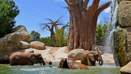 Los animales de la sabana africana temen más la voz humana que el rugido de un león