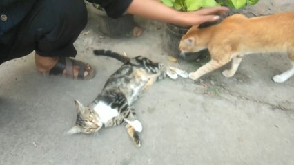 ENVIRONMENTAL GUARD CATS