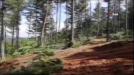 Kütahya'da Mantar Toplamaya Giden Yaşlı Adam Kayboldu