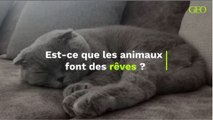 Est-ce que les animaux font des rêves ?