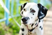 Las 3 Razas De Perros Con Más Ansiedad Por Separación