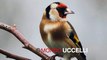 Goldfinch singing - canto del cardellino birds goldfinch