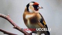 Goldfinch singing - canto del cardellino birds goldfinch