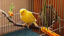 Canary song - Canto del canarino