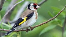 Song of the Goldfinch - Canto del Cardellino