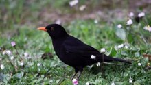 The song of the Blackbird - IL CANTO DEL MERLO