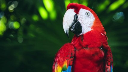 Parrot Sings Training - Canto del Pappagallo