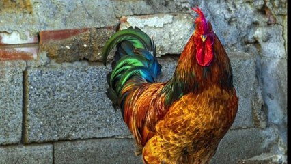 Singing Rooster - Canto del Gallo