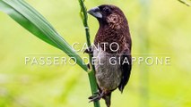Singing Japanese Sparrow - CANTO DEL PASSERO DEL GIAPPONE