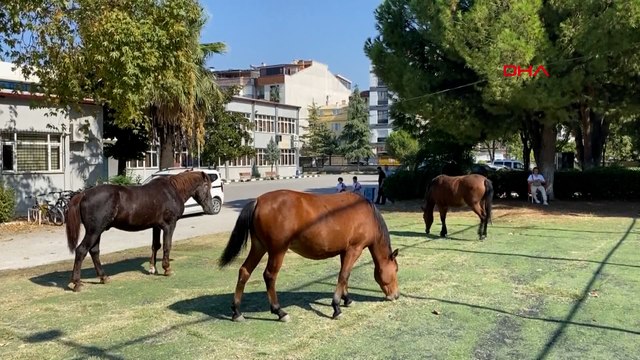 Spil'in simgesi yılkılar kent merkezine indi
