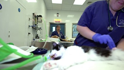 Battersea Dogs Home names vet hospital after Paul O’Grady