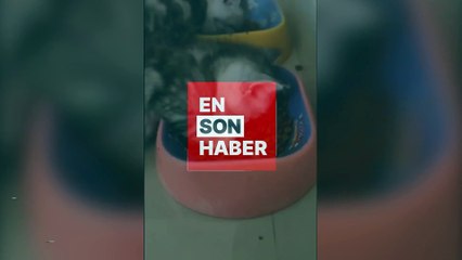 Yemek yerken uyuya kalan kedicik