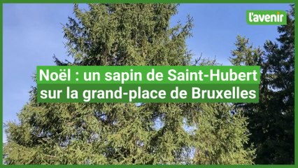 Noël : un sapin de Saint-Hubert pour la grand-place de Bruxelles