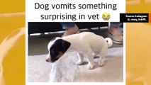 Video: Koira menee eläinlääkäriin ja oksentaa yllättävän esineen