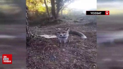 Yozgat'ta tilkiyi elleriyle besledi