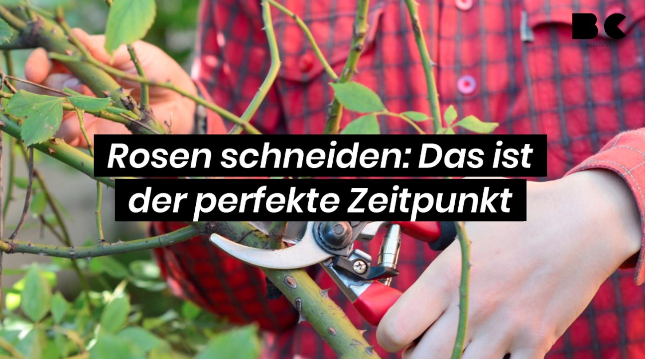 Rosen schneiden: Das ist der perfekte Zeitpunkt
