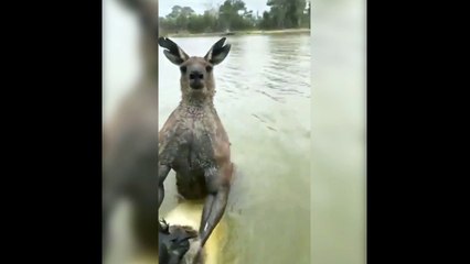 Köpeğini nehirde boğan kanguru ile yumruklaştı