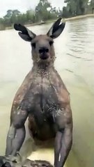 Avustralya'da Ağızları Açık Bırakan Görüntüler: Sosyal Medyada Rekor Kırdı