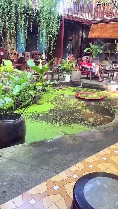 Les petites pattes de la tortue ne suffisent pas pour sortir de l'étang