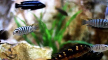 Relaxing Fish 01 | 1Hr