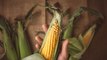 Corn Shucking Hacks You'll Wish You Knew Sooner