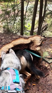 Un chien trouve un raton laveur décédé dans une bûche creuse