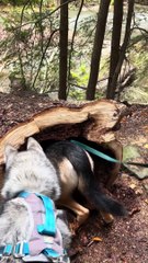 Un chien trouve un raton laveur décédé dans une bûche creuse