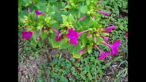 Fleurs au jardin