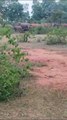 Video Story - जंगली हाथियों के झुंड ने उफरी के जंगल में जमाया डेरा, वन विभाग गांवो में करा रहा मुनादी