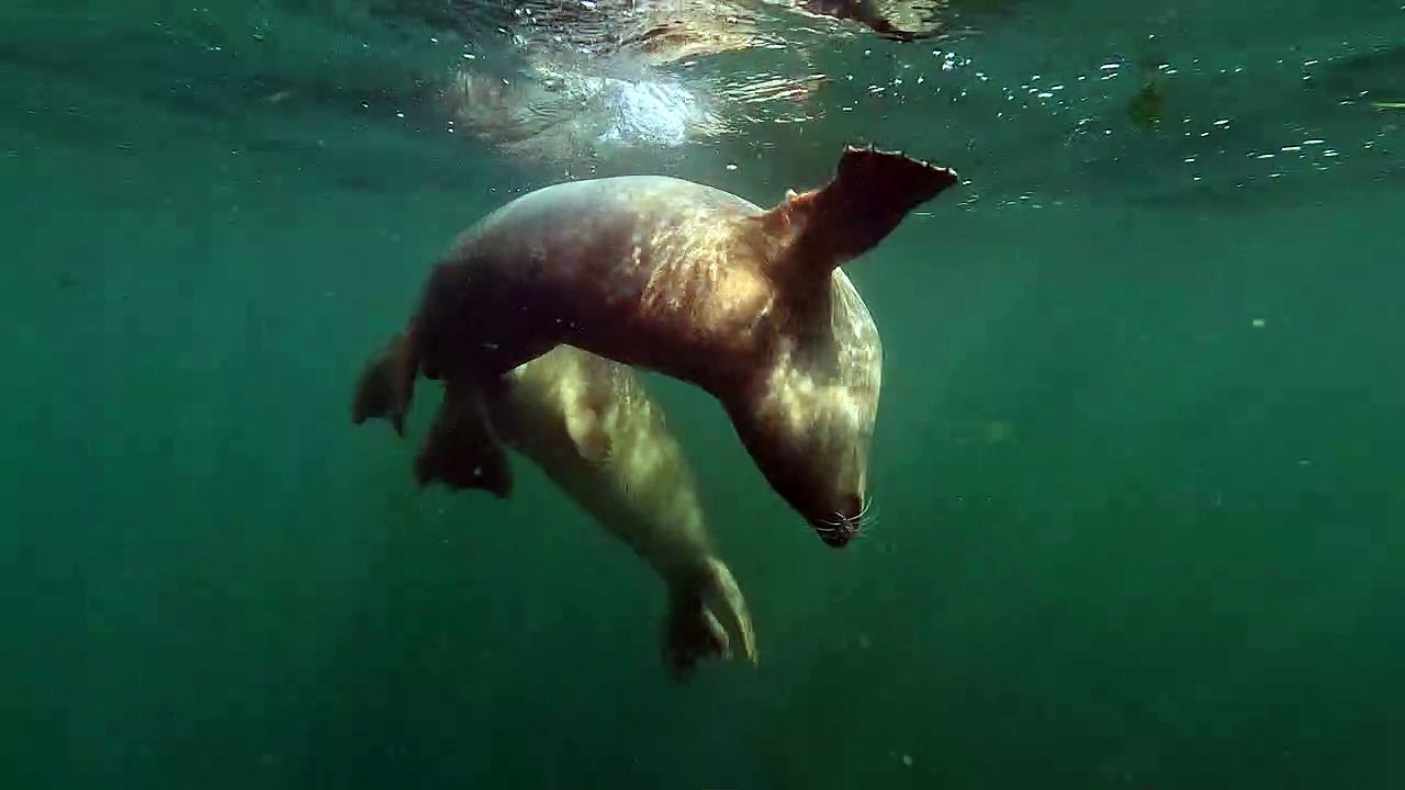 Seals Play With Puget Sound Swimmer