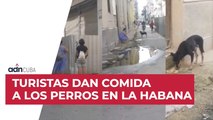 Turistas dan comida a los perros en la Habana