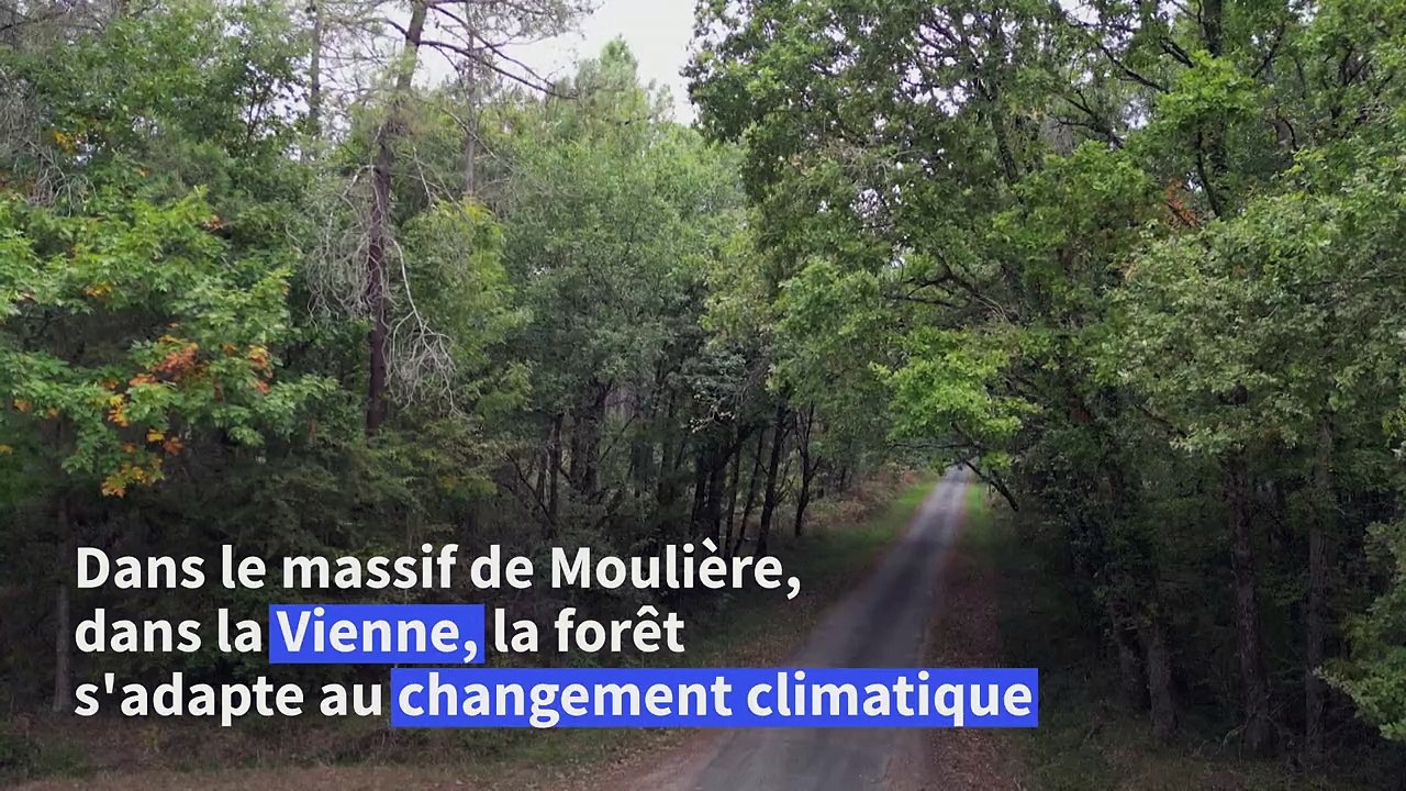 La "forêt mosaïque" : une stratégie française face au changement climatique