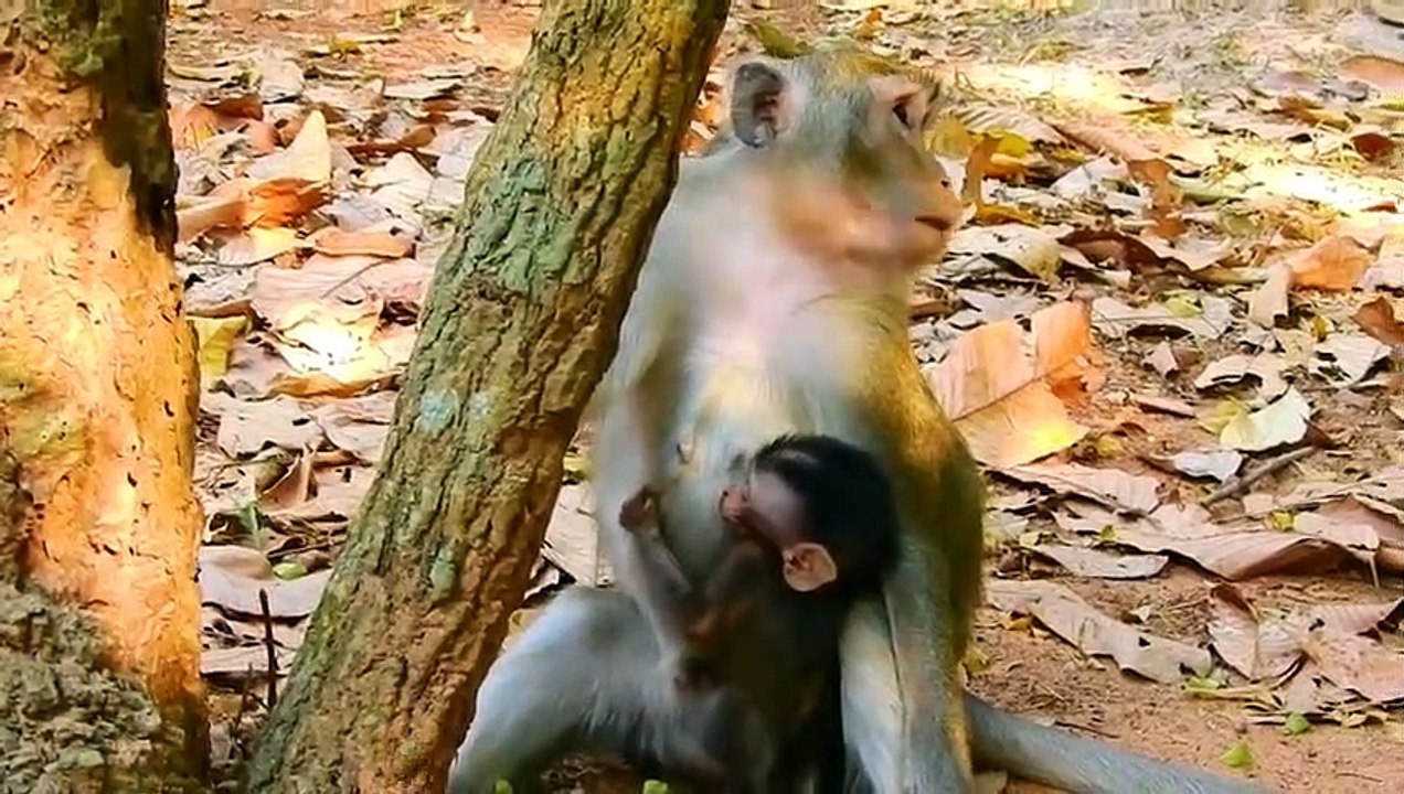 Monkey baby Alba and monkey Anna..... P11