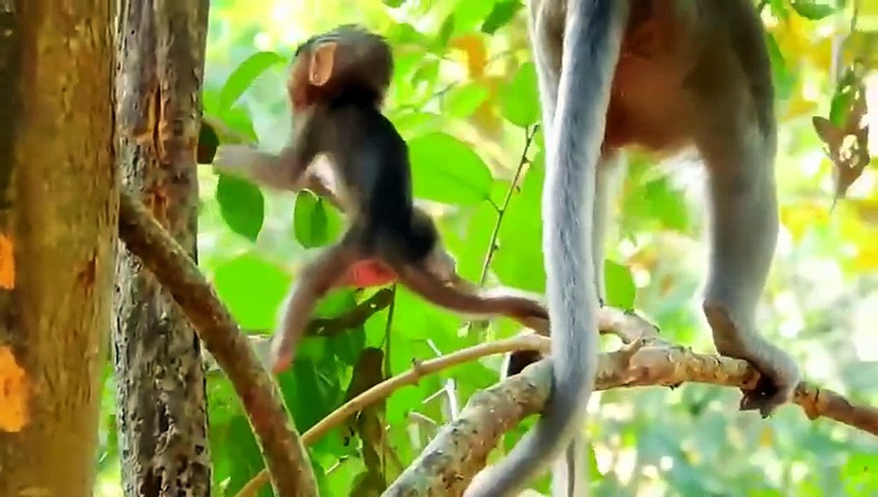 Monkey baby Alba and monkey Anna..... P14