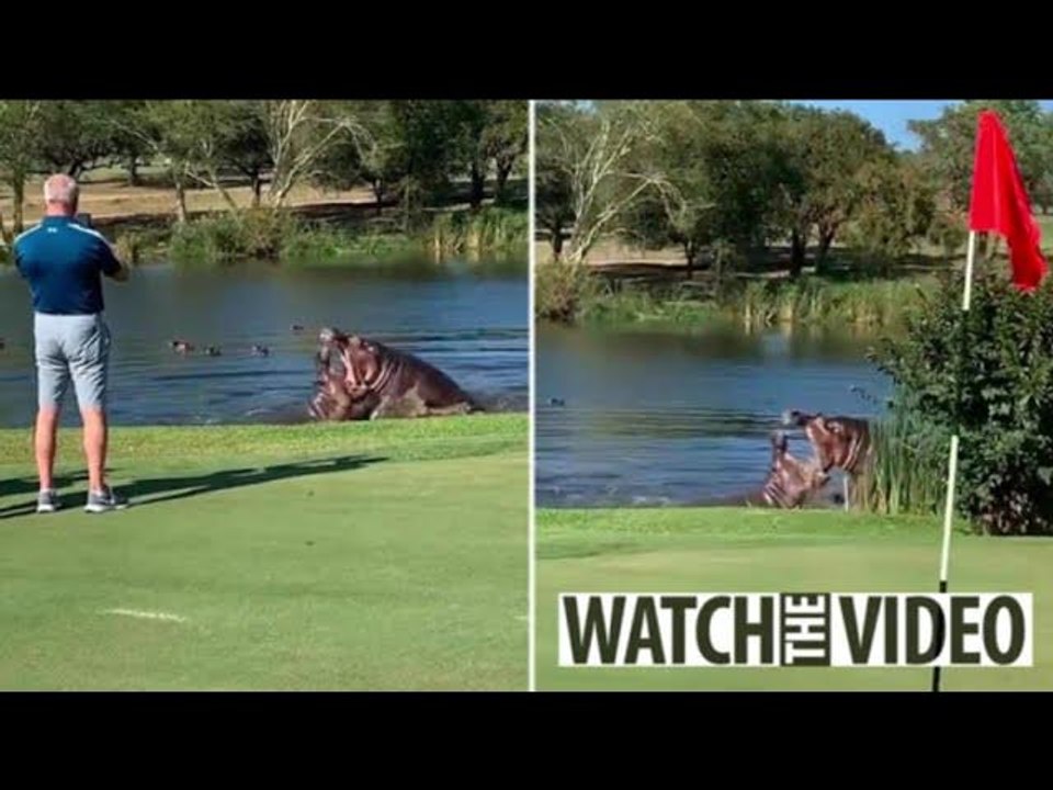 Incredible moment golf game is interrupted as two giant HIPPOS fight just yards from players