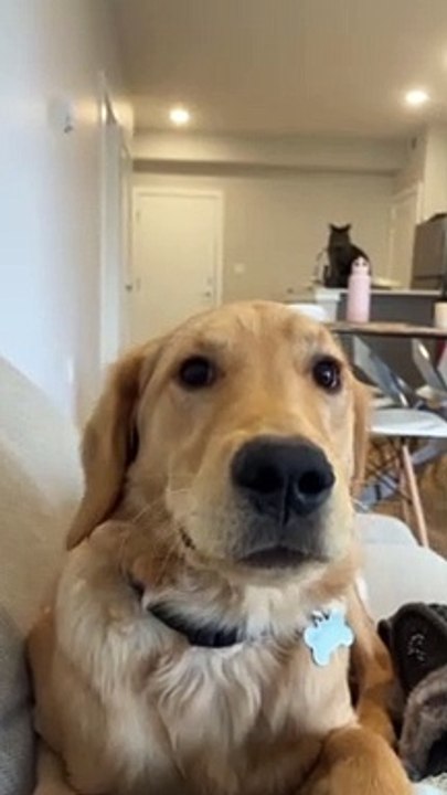 Un Golden Retriever maladroit entre en collision avec un canapé