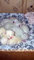 Sleeping Pile of Newborn Kittens