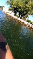 School of Fish Flocks to the Surface