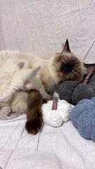 Dinnertime For Fluffy Ragdoll Kittens