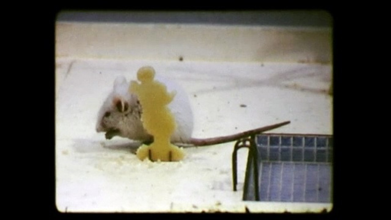 Collection Peter Volkart | movie | 2023 | Official Trailer