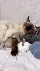 Dinnertime For Fluffy Ragdoll Kittens