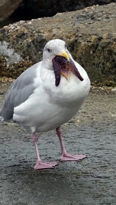 An Alien-Looking Seagull