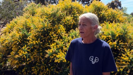 Rural WA voters saw the Voice as a distraction