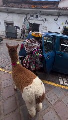 Llamas Take Taxis Too