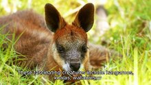 AUSTRALIA ANIMALS
