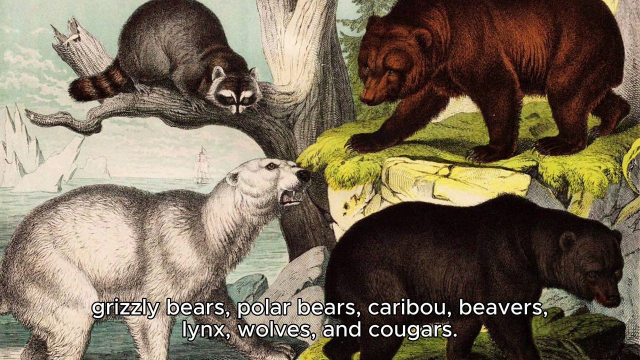 CANADA ANiMALS